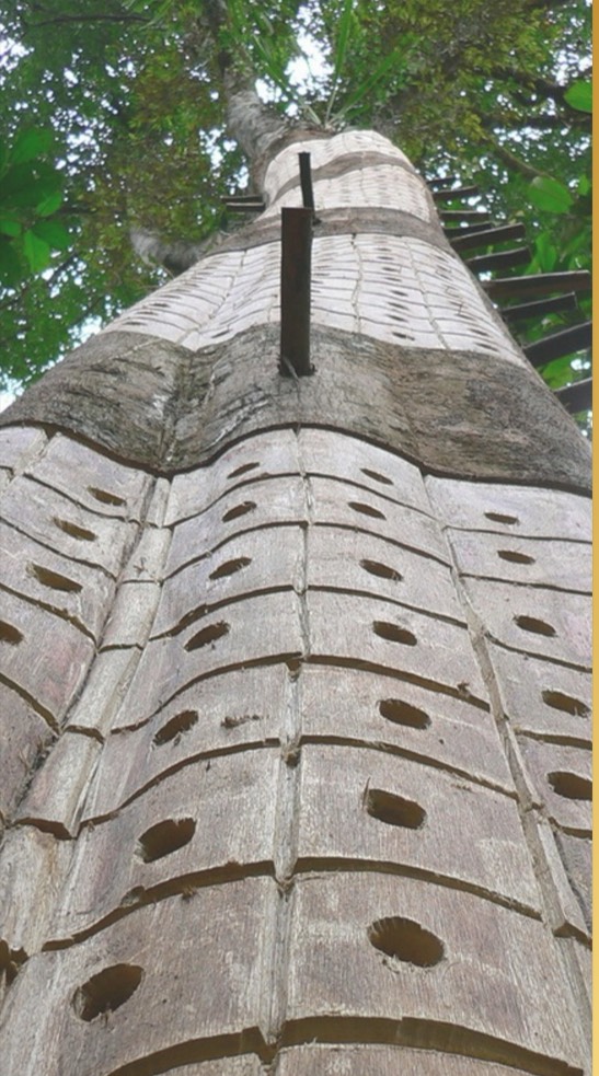 Agarwood raw material cultivation